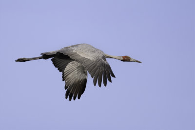 Brolga - Brolgakraanvogel - Grue brolga