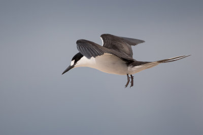 Sooty Tern - Bonte Stern - Sterne fuligineuse