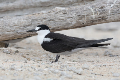Sooty Tern - Bonte Stern - Sterne fuligineuse