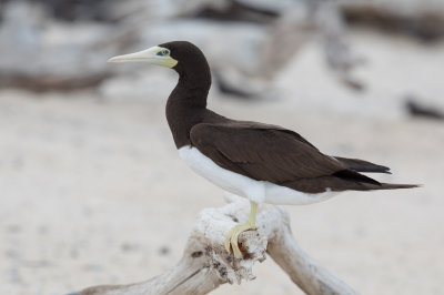 Brown Booby - Bruine Gent - Fou brun (f)