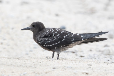Sooty Tern - Bonte Stern - Sterne fuligineuse (j)