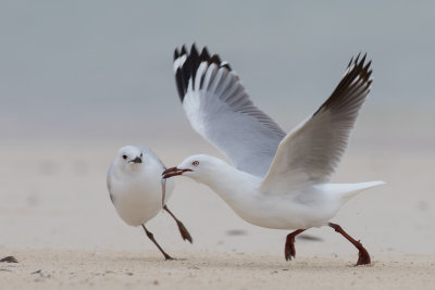 Silver Gull - Witkopmeeuw - Mouette argentée