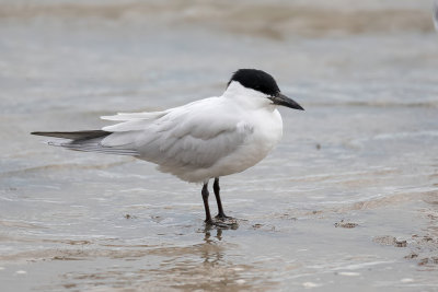 Australian Tern - Australische Lachstern