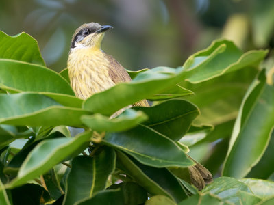Varied Honeyeater - Wielewaalhoningeter - Méliphage versicolore