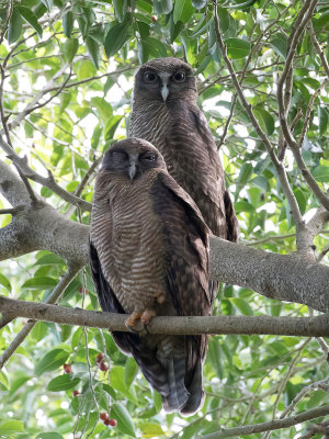 Rufous Owl - Rosse Valkuil - Ninoxe rousse