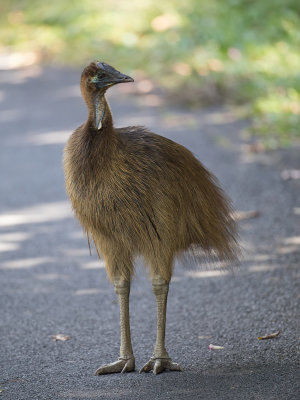 Southern Cassowary - Helmkasuaris - Casoar à casque (j)