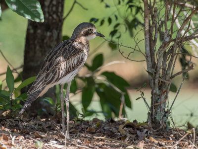 Bush Stone-curlew - Australische Griel - OEdicnème bridé
