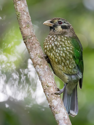 Spotted Catbird - Gevlekte Katvogel - Jardinier de Ramsay