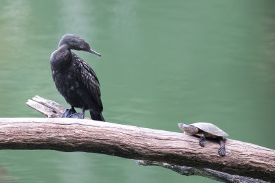 Little Black Cormorant - Zwarte Aalscholver - Cormoran noir