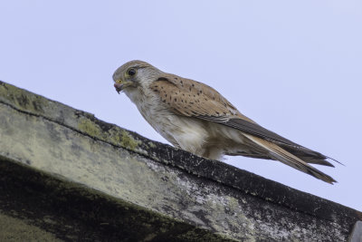 Nankeen Kestrel - Australische Torenvalk - Crécerelle d'Australie