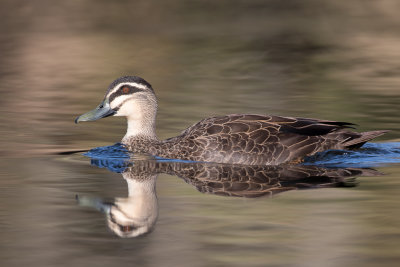 Pacific Black Duck - Wenkbrauweend - Canard à sourcils