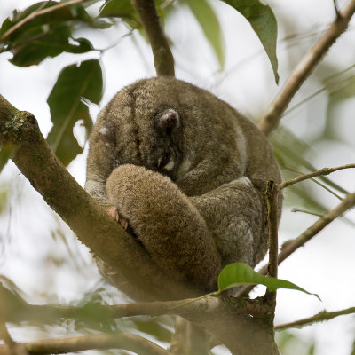 Green ringtail possum