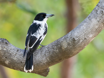 Black-backed Butcherbird - Zwartrugorgelvogel - Cassican à dos noir