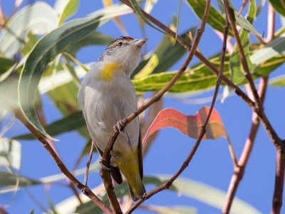 Red-browed Pardalote - Roodbrauwdiamantvogel - Pardalote à sourcils rouges