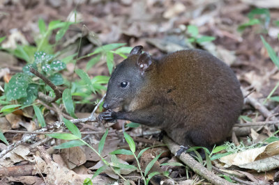 Musky rat-kangaroo