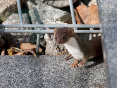 Least weasel