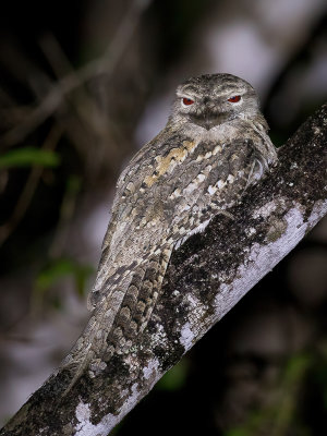 Papuan Frogmouth - Reuzenuilnachtzwaluw - Podarge papou