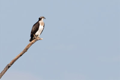 Western Osprey - Visarend - Balbuzard pcheur