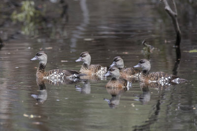 Spotted Whistling Duck - Gevlekte Fluiteend - Dendrocygne tacheté