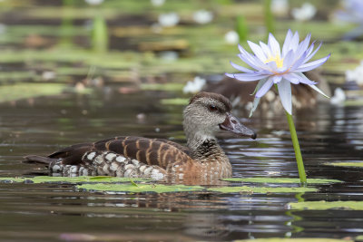 Birds of Queensland 2019