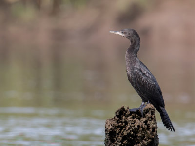 Little Black Cormorant - Zwarte Aalscholver - Cormoran noir