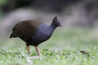 Orange-footed Scrubfowl - Rood Boshoen - Mégapode de Reinwardt