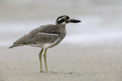 Beach Stone-curlew - Rifgriel - Oedicnème des récifs