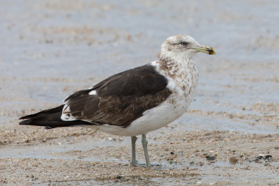Kelp Gull - Kelpmeeuw - Goéland dominicain