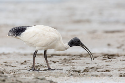 Australian White Ibis - Australische Witte Ibis - Ibis à cou noir