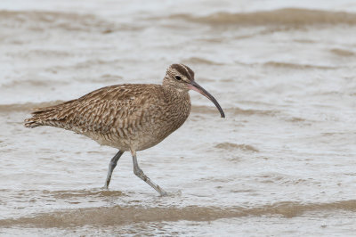 Whimbrel - Regenwulp - Courlis corlieu