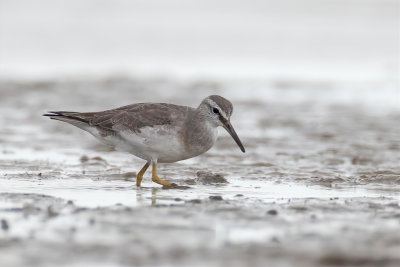 Grey-tailed Tattler - Siberische Grijze Ruiter - Chevalier de Sibérie