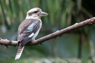 Laughing Kookaburra - Kookaburra - Martin-chasseur géant