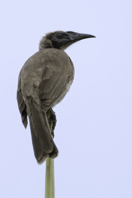 Helmeted Friarbird - Timorhelmlederkop - Polochion casqué