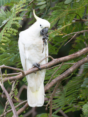 Sulphur-crested Cockatoo - Grote Geelkuifkaketoe - Cacatoès à huppe jaune