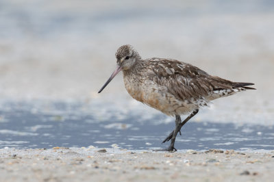 Bar-tailed Godwit - Rosse Grutto - Barge rousse