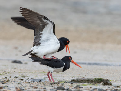 Pied Oystercatcher - Australische Bonte Scholekster - Huîtrier à long bec