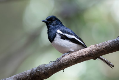 Madagascar Magpie-Robin - Madagaskardayallijster - Shama de Madagascar (m)