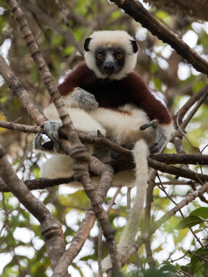 Coquerel's sifaka