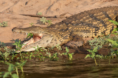 Nile crocodile