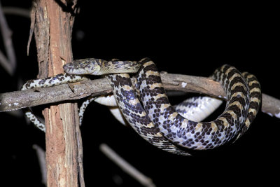 A Madagascar tree snake