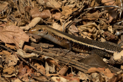 Western plated (girdled) lizard