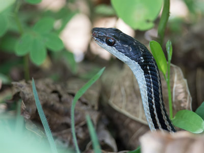 Lateral water snake