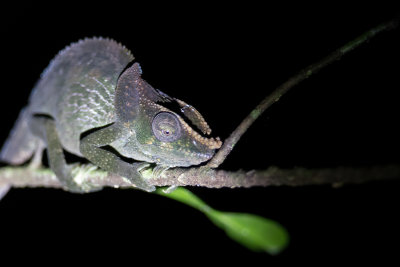 Unidentified chameleon