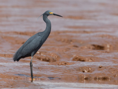 Dimorphic Egret - Madagaskarzilverreiger - Aigrette dimorphe