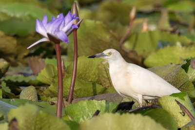 Malagasy Pond Heron - Madagaskarralreiger - Crabier blanc