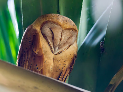 Red Owl - Madagaskargrasuil - Effraie de Soumagne