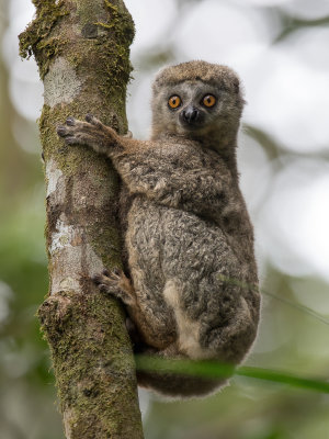 Sambirano woolly lemur