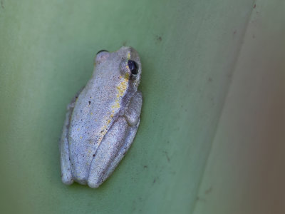 Boophis tephraeomystax