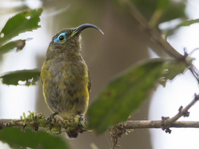 Common Sunbird-Asity - Langsnavelhoningasitie - Philpitte souimanga (m)