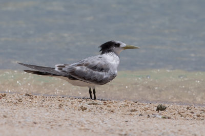 Greater Crested Tern - Grote Kuifstern - Sterne huppe